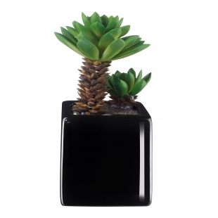 Succulentes ASA grand model